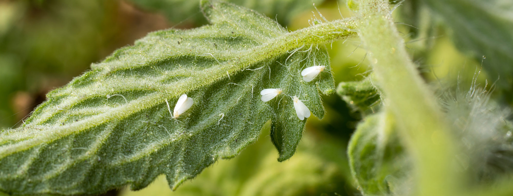 whitefly whitefly