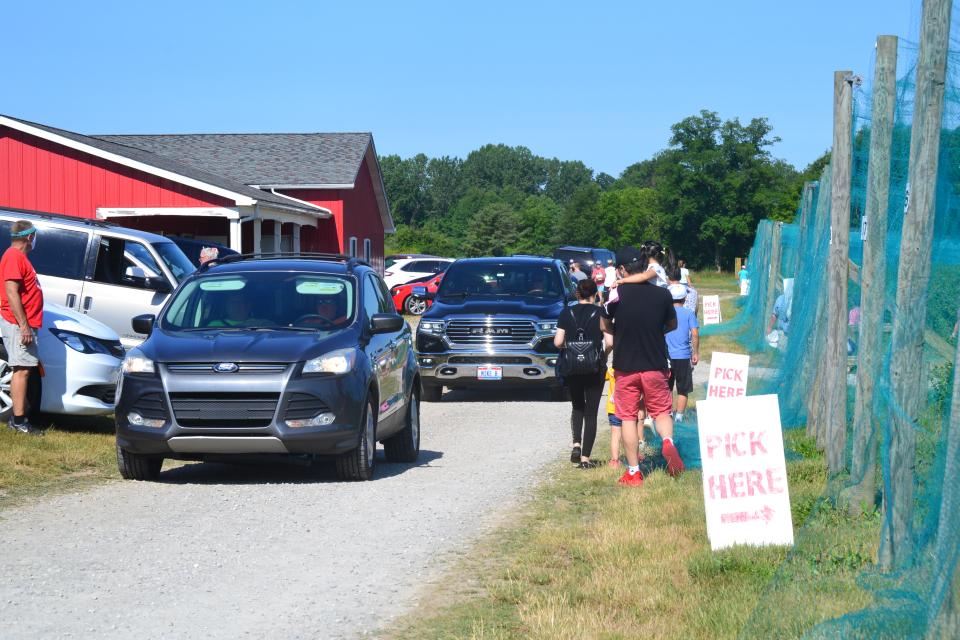 U-Pick Farms Growing to Be Great Escape From Pandemic