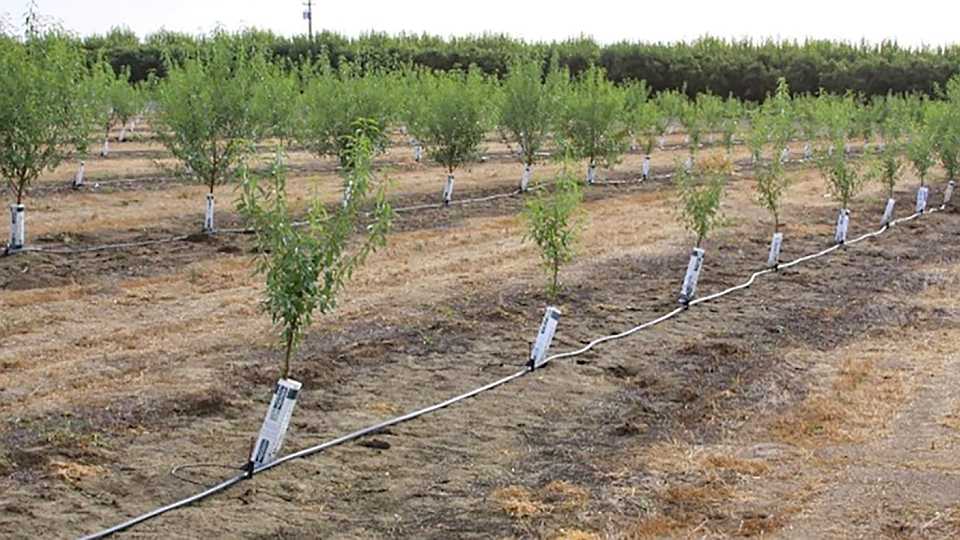 California Almond Acreage up 5%