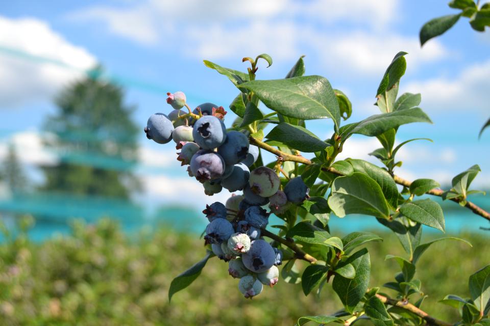 Applications Now Open for Second Blueberry Boost Accelerator