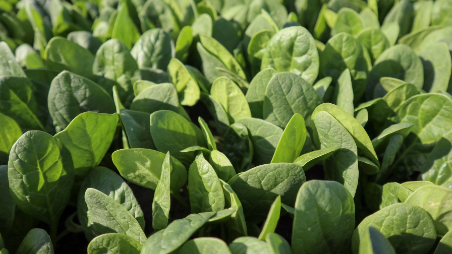 'Fantail' spinach from Rijk Zwaan USA