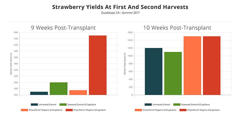 Soil Aggregation and Root Health: Crucial to Strawberry Quality
