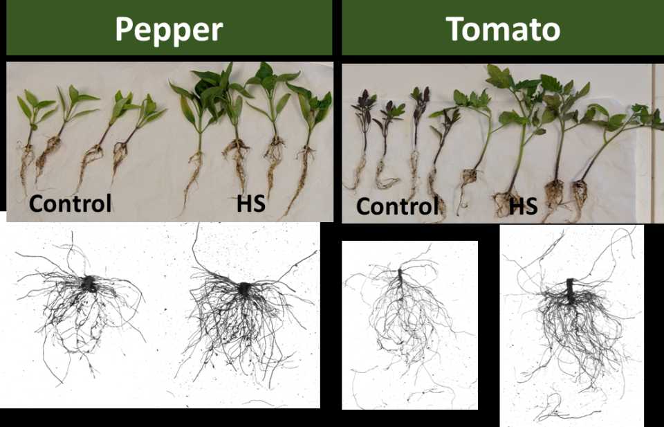 Humic substances study results on tomato and pepper