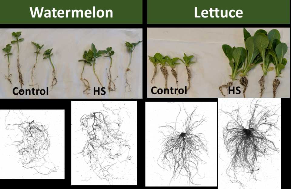 Can Humic Substances Boost Vegetable Crop Quality and Yield?
