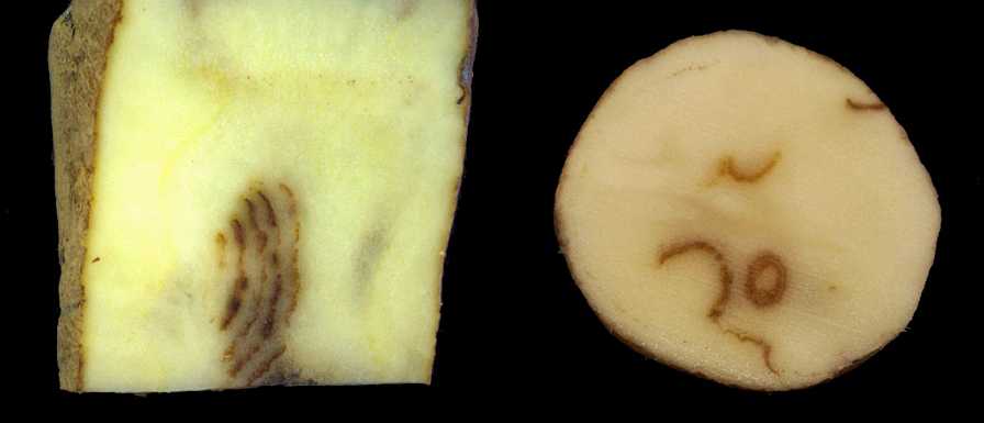 Strategies for Potato Mop-Top and Tobacco Rattle Viruses