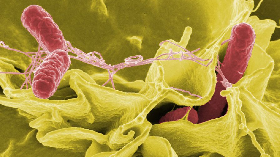 Salmonella Outbreak Source Is Still Unknown