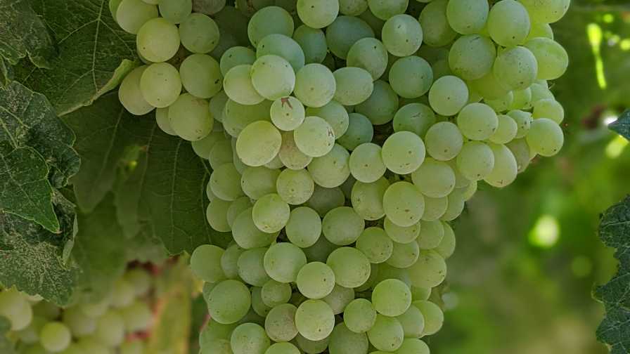 What’s up the With Fruit Set Issues in California Grapes?