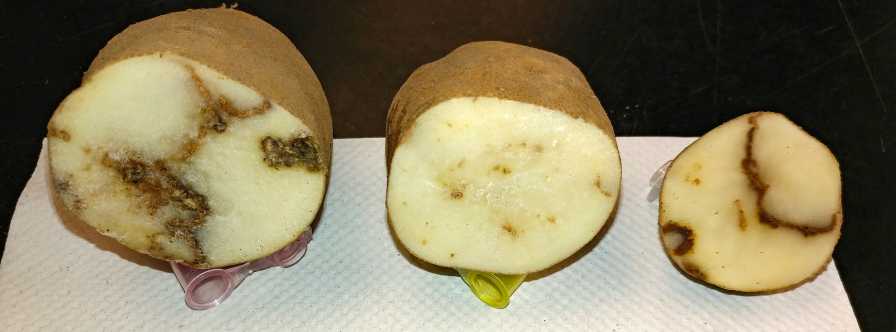 tobacco potatoes Strategies for Potato Mop-Top and Tobacco Rattle Viruses