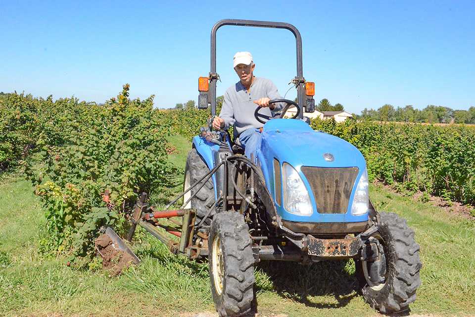 Ways to Keep a Lid on Explosive Weed Problems in Berries