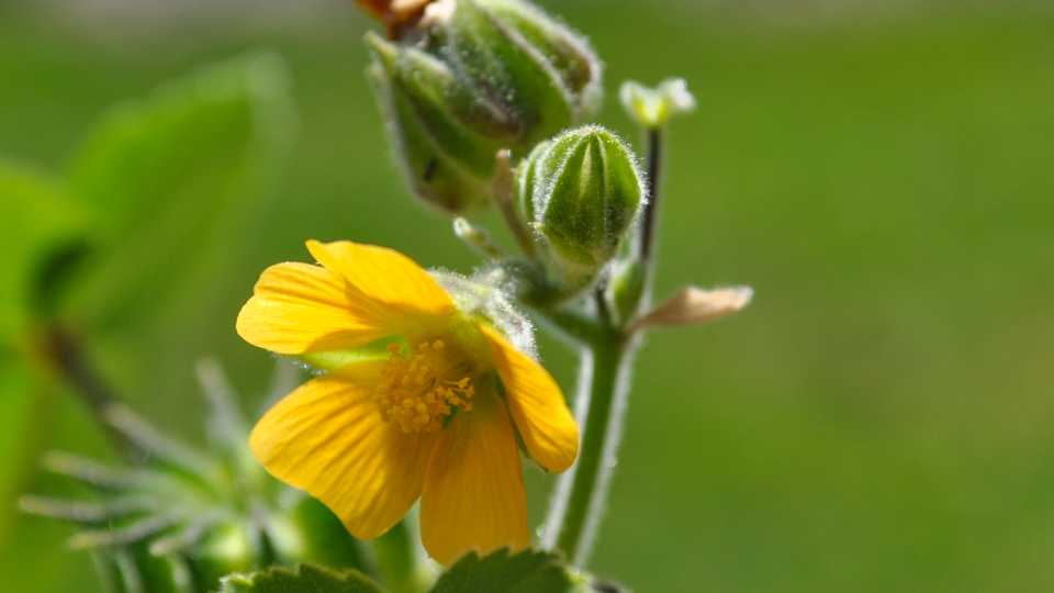 Field Scouting Guide: Velvetleaf