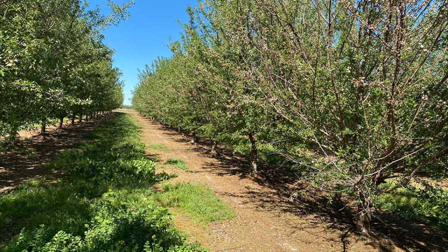Mystery Almond Malady Vexes Researchers