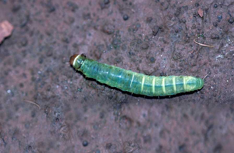 Steer Your Crops Clear of Omnivorous Leafroller