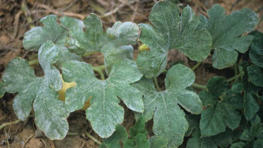 What’s Bugging Vegetable Growers the Most? Survey Ranks the Top 6 Pests and Diseases