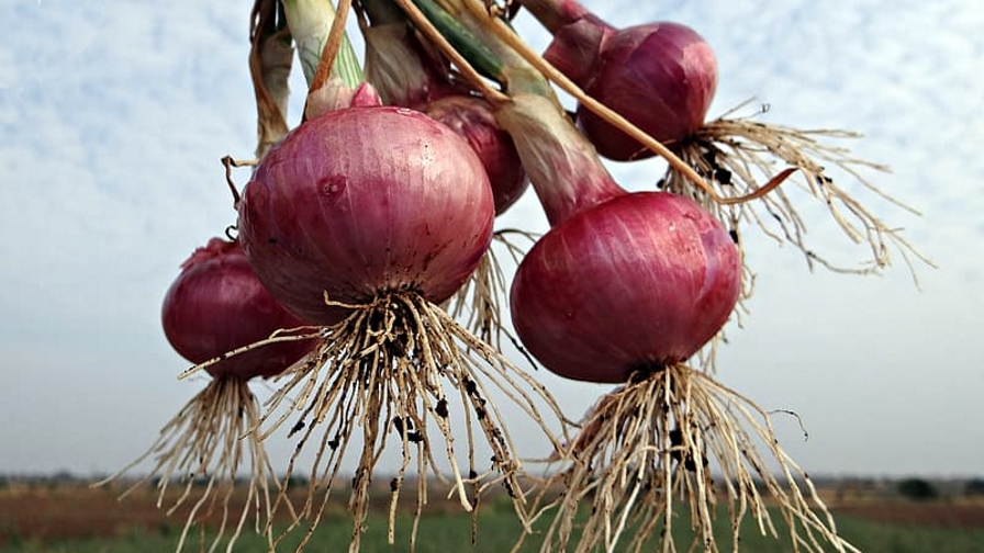 Onions Cited as Likely Source of Salmonella Outbreak