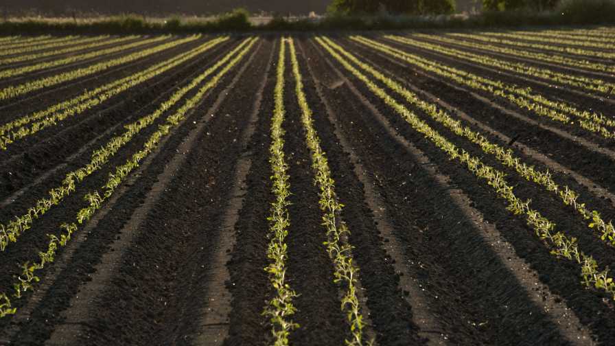 Western Growers To Develop Next-Gen Ag Workers Curriculum