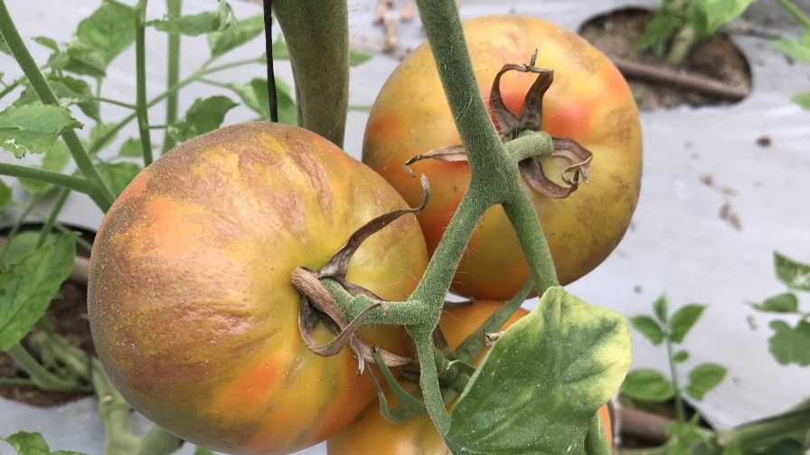 A New Tool To Fight Tomato Brown Rugose Fruit Virus