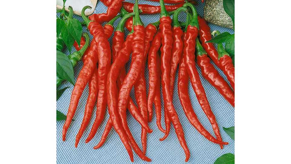 Dragon Cayenne F1 (Seeds by Design)