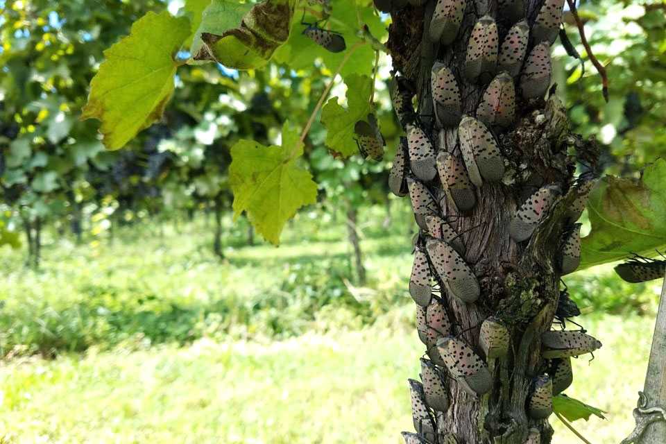 Spotted Lanternfly a Major Threat to Fruit Crops in the Midwest?