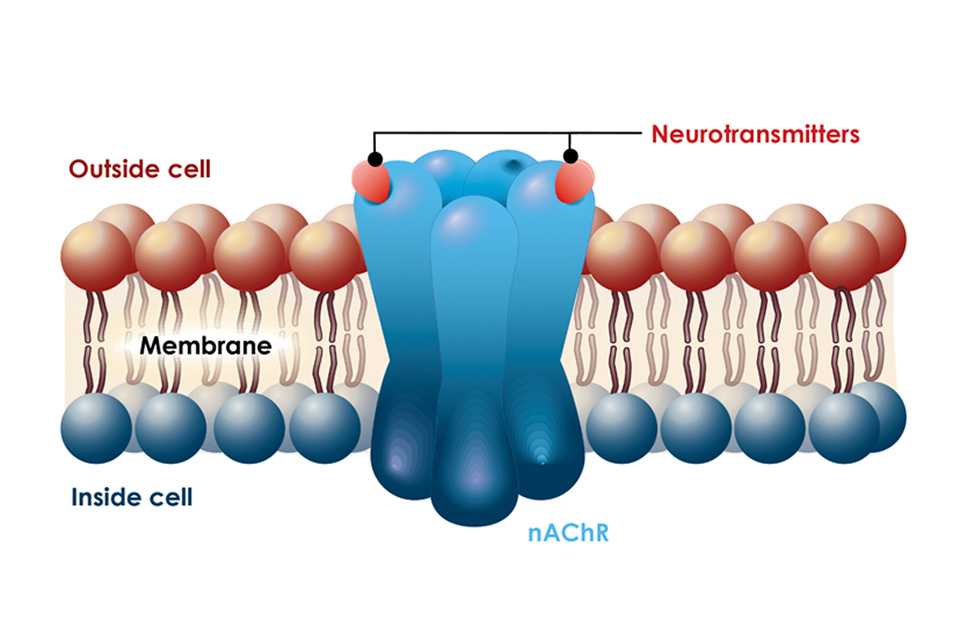 How Peptides Provide a Punch in Crop Protection