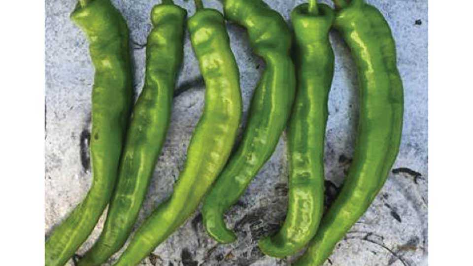 Wildcat (Seminis Vegetable Seeds, Stokes Seeds Inc.)