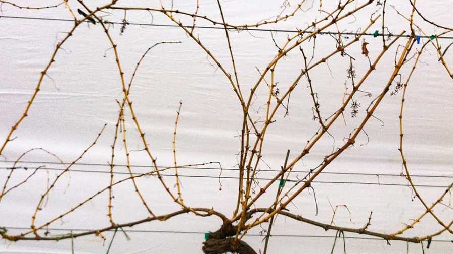 vineyard head training with cane pruning