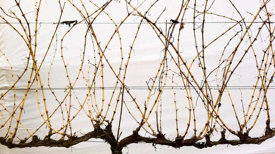 Lessons Learned From Vineyard Pruning in the Mid-Atlantic