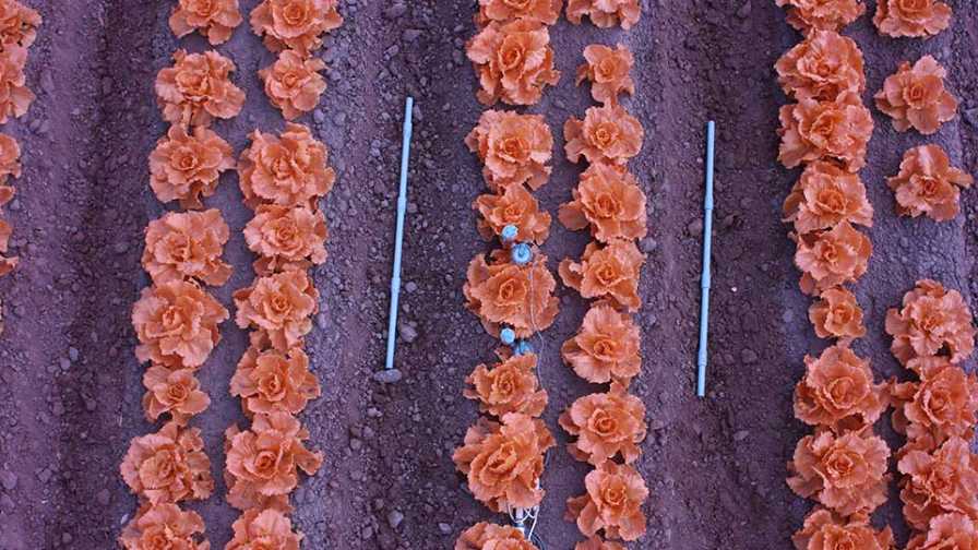 lettuce canopy taken with a multispectral camera to measure evapotranspiration