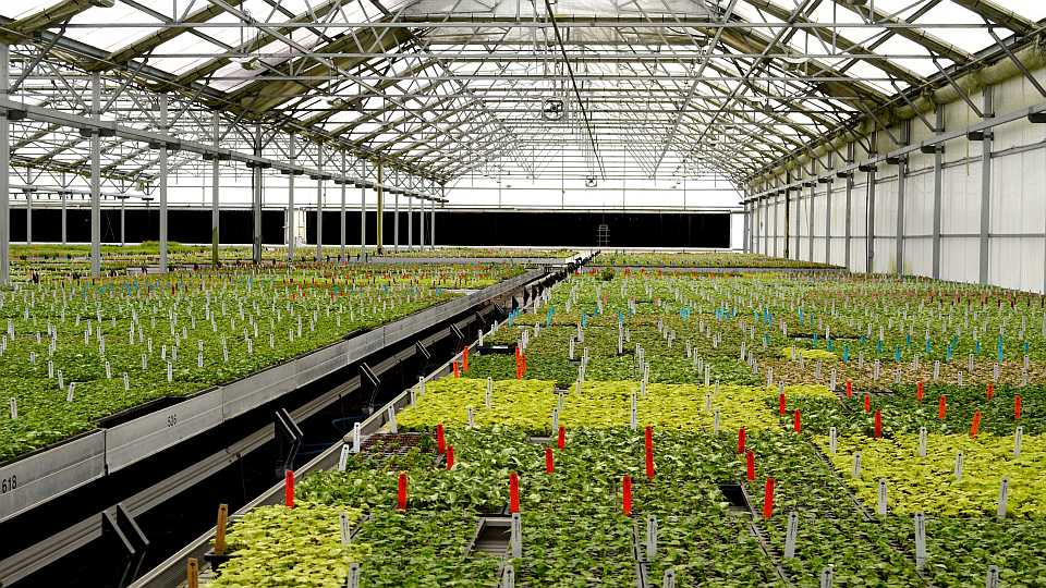 Innovative Techniques for Scaling up Seedling Production in the Greenhouse