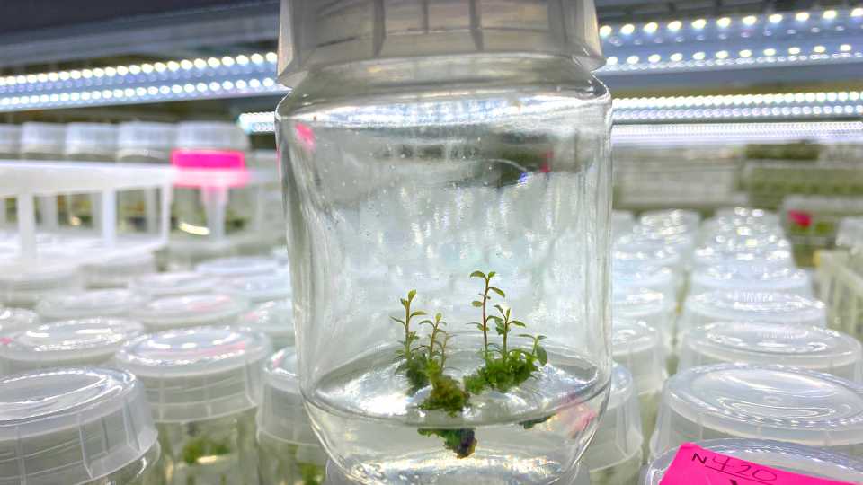 Plant Breeding and Gene Editing Grow Together in a New Way