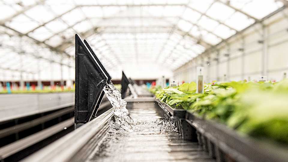 New Inside Track Opening up for Growing Lettuce in Florida