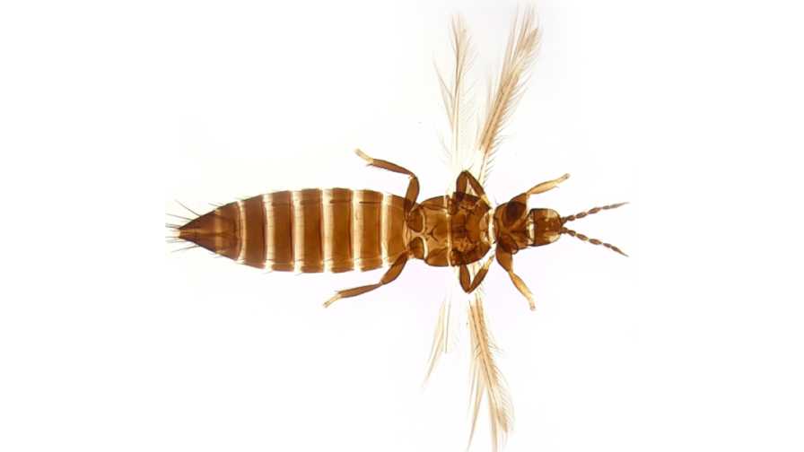 Avoid Getting Tripped up by Asian Bean Thrips