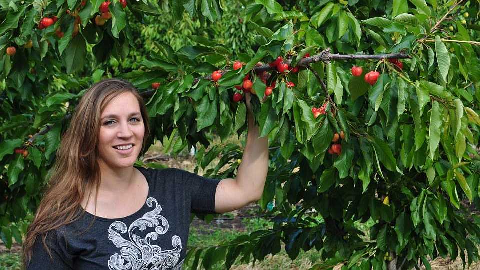 Get to Know the ‘Audra Rose’ Cherry