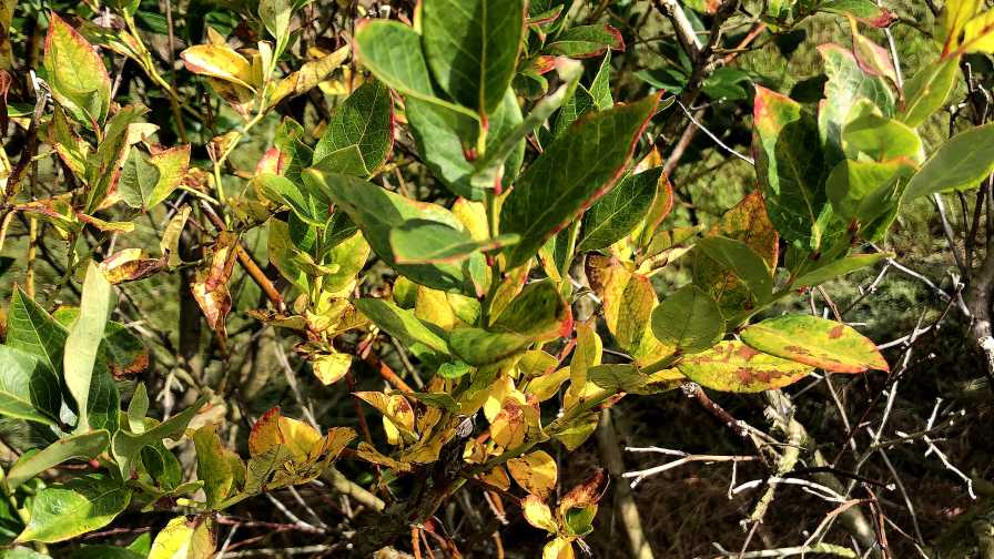 How to Rejuvenate Older Blueberry Plants and When to Replant