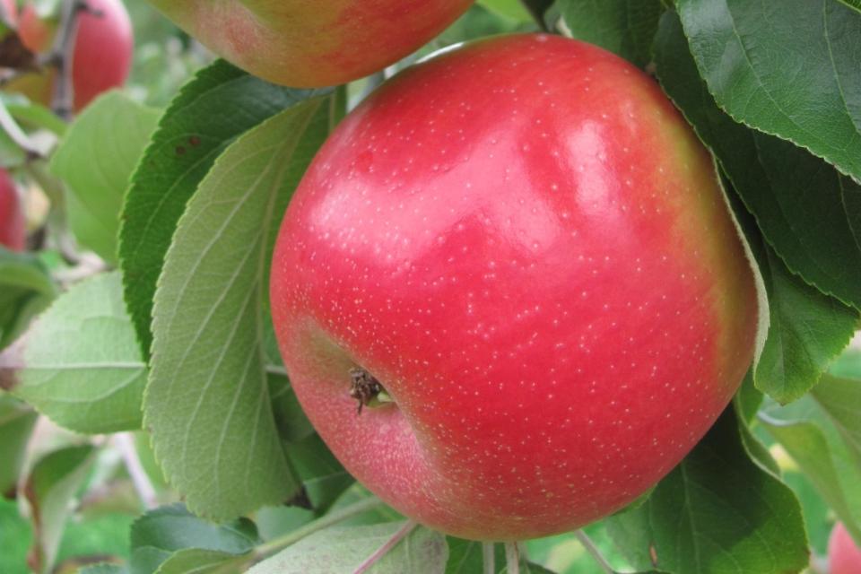 Cornell Introduces Three New Apples