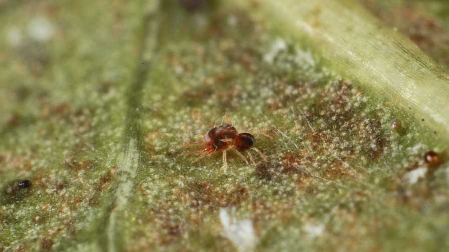 Mites Taking a Bite Out of Florida Blueberries