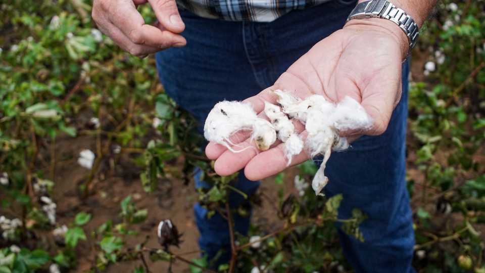 Cotton Wash