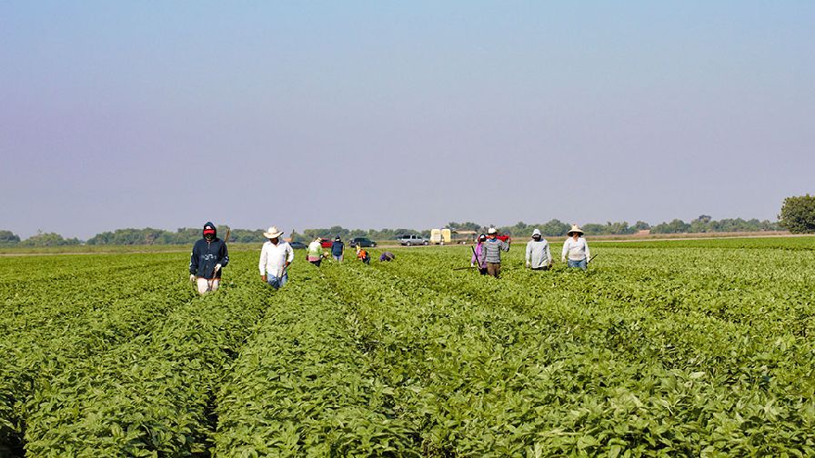 DOL Suspends Enforcement of the 2024 Farmworker Rule