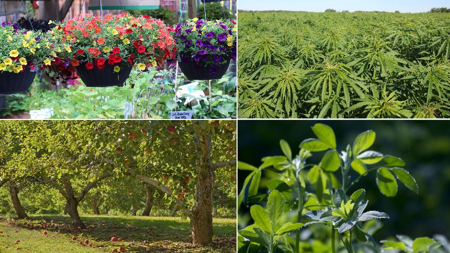 Ask These Questions Before Investing in a New Crop