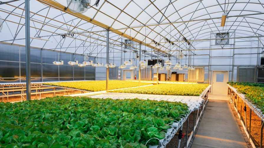 Atlas Greenhouse full of veggies