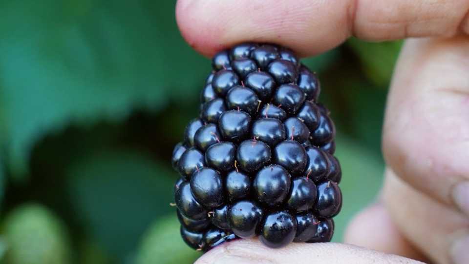 This PGR Is a Benefit to Blackberry Crops