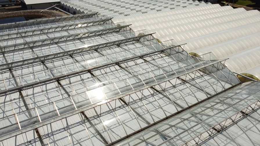 How To Maintain a Healthy Microclimate for Your Greenhouse Crops