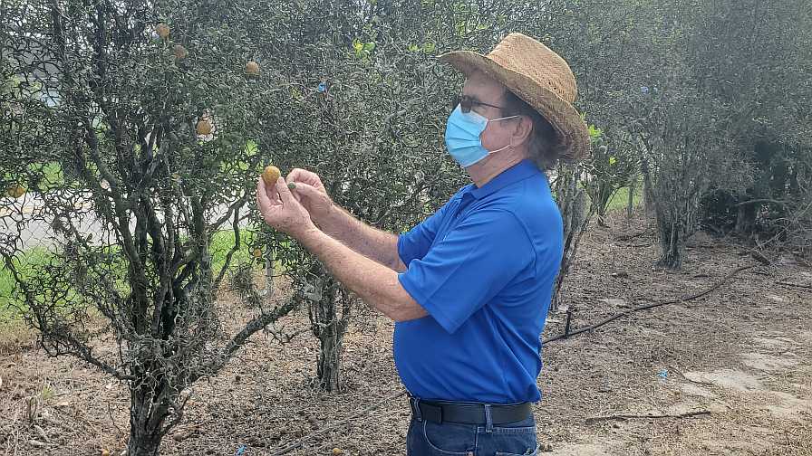 Was the Secret to Save Citrus Trees Just Unlocked?