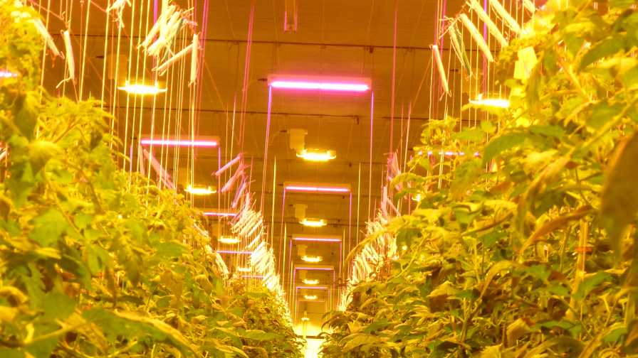 Greenhouse checkerboard lighting scheme