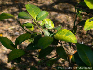 HLB_2-300x225