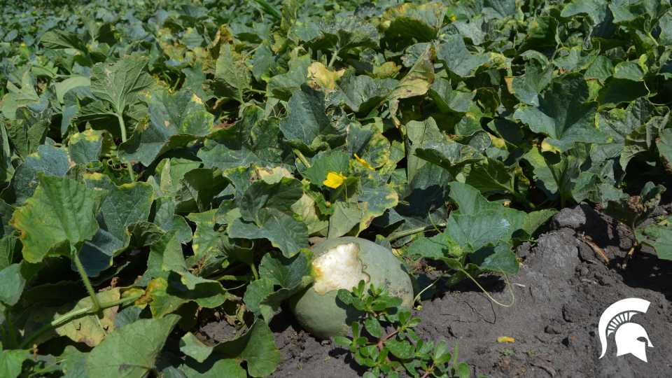 Deer feeding damage on cantaloupe
