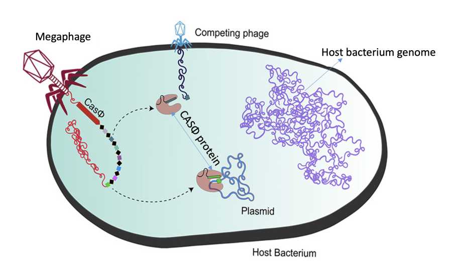 Fruit Breeding Gains Ground With Mini CRISPR System