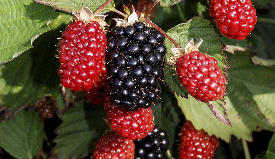 North American Raspberry and Blackberry Conference Going All Virtual in 2022