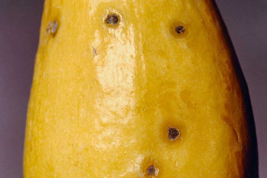 Field Scouting Guide: Scab of Cucurbits