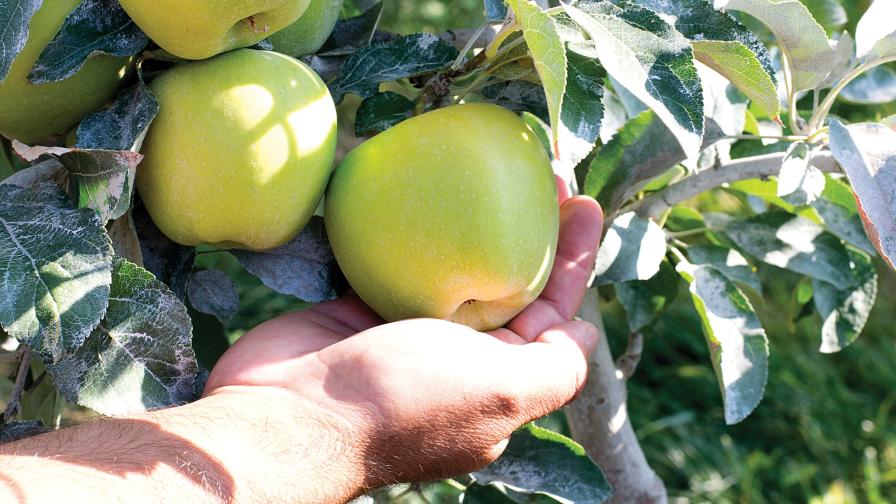 Genetically Modified Apple Has Record Harvest
