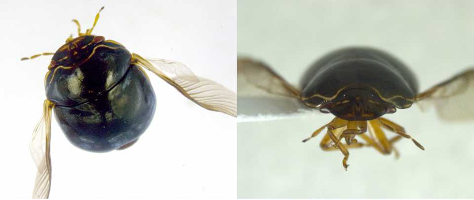 Beware the Black Bean Bug! Florida Growers on Alert